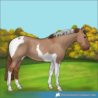Horse Color:Red Dun Tobiano Rabicano