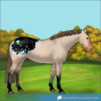 Horse Color:Bay Dun Tobiano Appaloosa 