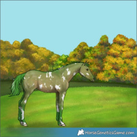 Horse Color:Watercolor White Spotted Liver Red Dun