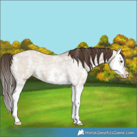 Horse Color:Classic Champagne Ice Dun Sabino Splash 