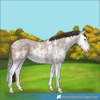 Horse Color:Classic Champagne Ice Sabino Splash