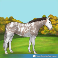 Horse Color:Sable Champagne Ice Splash Near Leopard