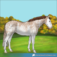 Horse Color:Red Dun Ice Sabino Splash 