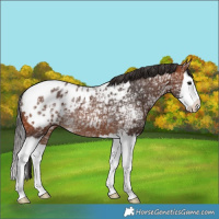 Horse Color:Bay Ice Splash Appaloosa Rabicano 