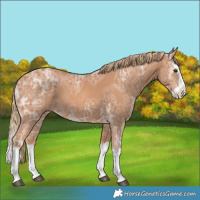 Horse Color:Chestnut Ice Splash Rabicano