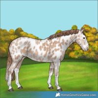 Horse Color:Red Dun Ice Splash Near Leopard 
