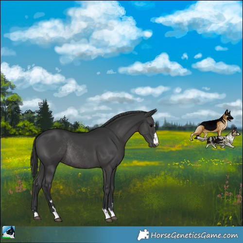 Horse Color:Black Rabicano 