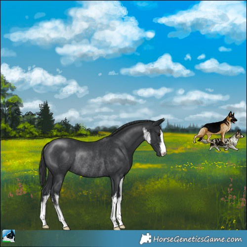 Horse Color:White Spotted Black Mushroom Rabicano 