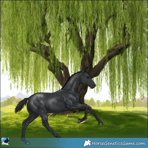 Horse Color:Black Mushroom 