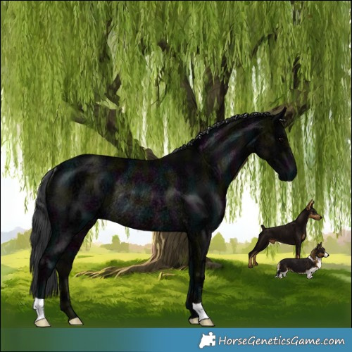 Horse Color:Midnight Black Ice Rabicano