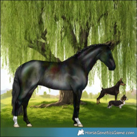 Horse Color:Midnight Black Ice Rabicano 