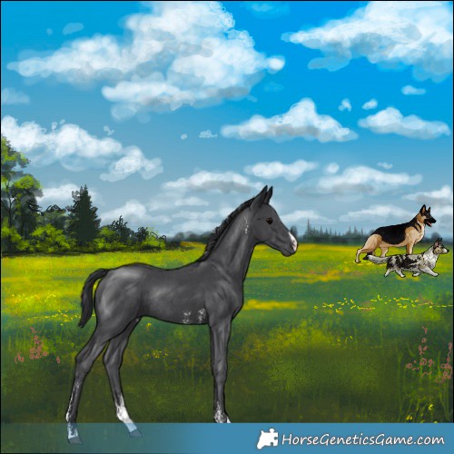 Horse Color:Black Sabino Rabicano 
