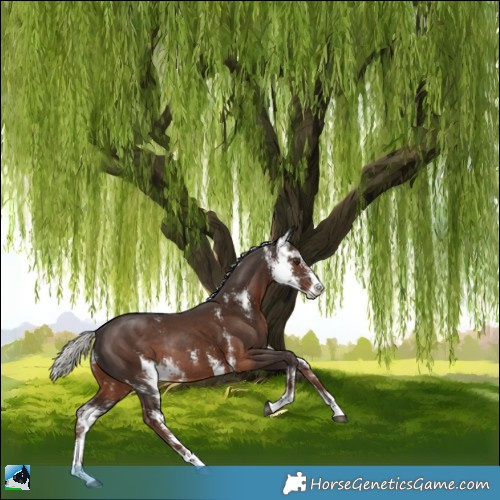Horse Color:Liver Chestnut Mushroom Sabino Rabicano 
