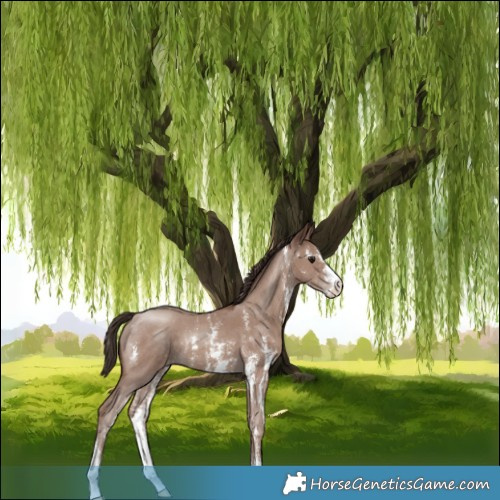Horse Color:Classic Champagne Sabino Varnish 
