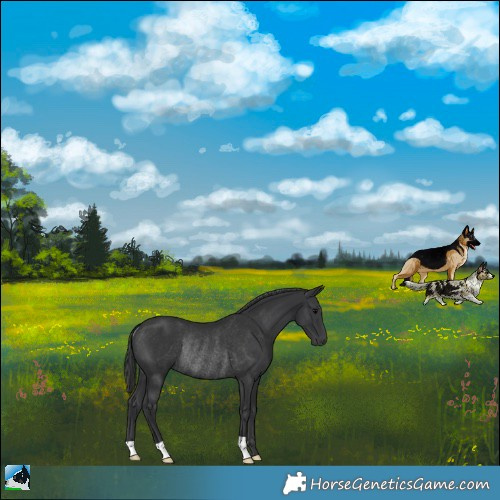 Horse Color:Black Mushroom Rabicano 