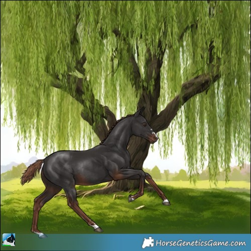 Horse Color:Liver Chestnut Rabicano 