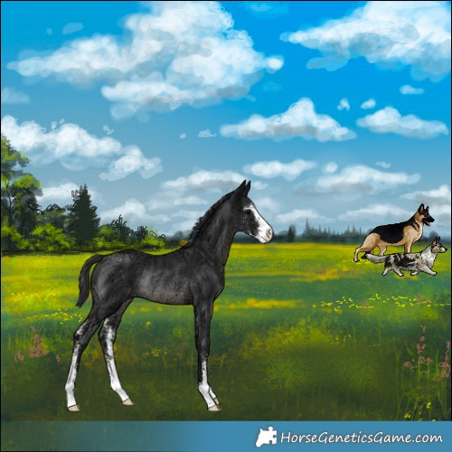 Horse Color:Black Ice Sabino Rabicano 