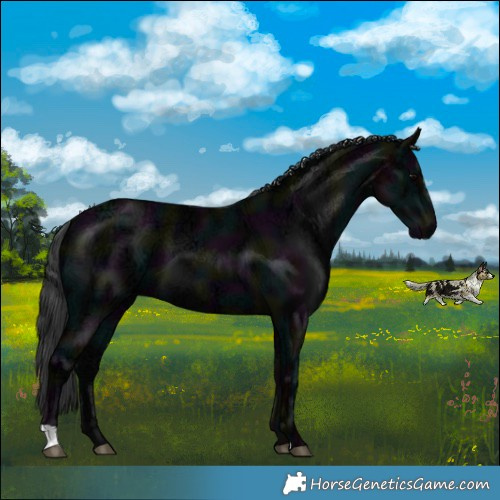 Horse Color:Midnight Black Ice