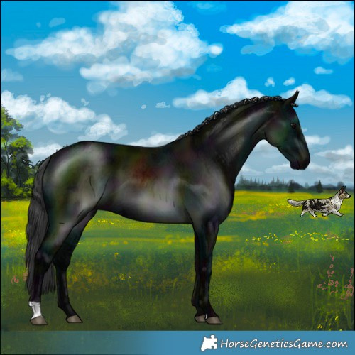 Horse Color:Midnight Black Ice 