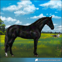 Horse Color:Midnight Black Ice 