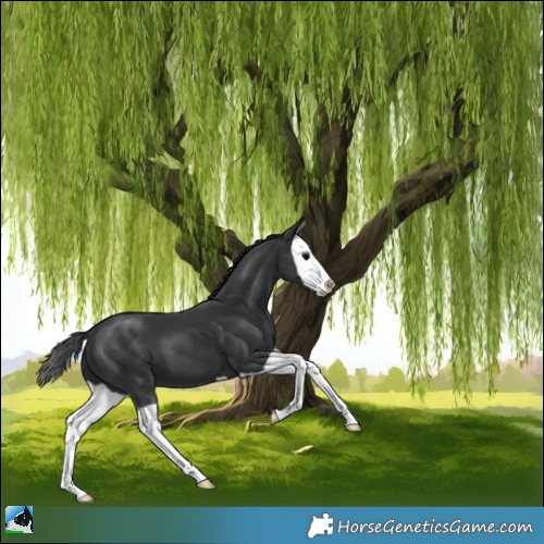 Horse Color:Black Splash 