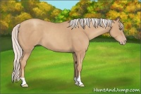 Horse Color:Silver Classic Champagne