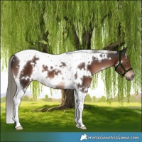 Horse Color:White Spotted Liver Chestnut Mushroom Tobiano 