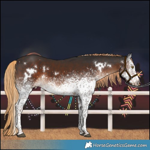Horse Color:White Spotted Liver Chestnut Rabicano