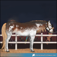 Horse Color:White Spotted Liver Chestnut Rabicano 