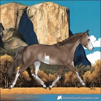Horse Color:White Spotted Liver Red Dun Rabicano 