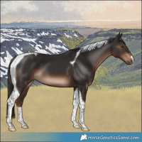 Horse Color:Liver Chestnut Tobiano 