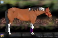 Horse Color:Bay Tobiano 