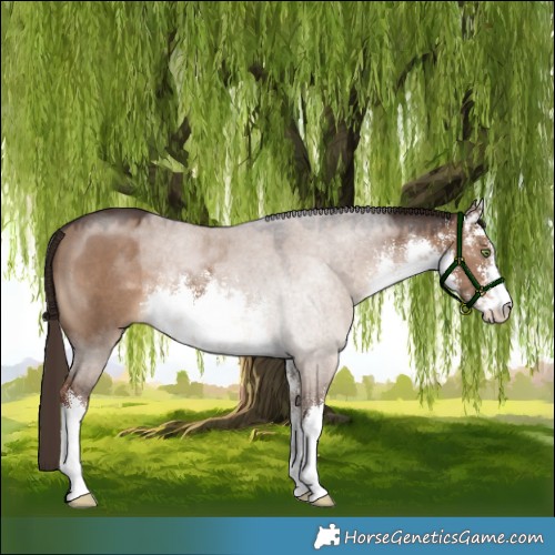 Horse Color:White Spotted Liver Red Dun Rabicano 