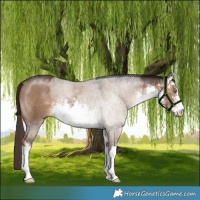 Horse Color:White Spotted Liver Red Dun Rabicano