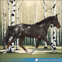 Horse Color:White Spotted Liver Chestnut Tobiano 