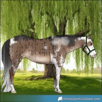 Horse Color:Liver Red Dun Sabino Brindle 