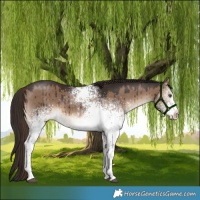 Horse Color:White Spotted Liver Red Dun Tobiano Brindle