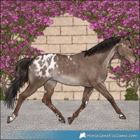 Horse Color:White Spotted Liver Red Dun Blanket Brindle 