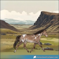 Horse Color:White Spotted Liver Red Dun Appaloosa 