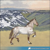 Horse Color:White Spotted Liver Red Dun 