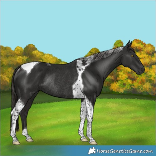 Horse Color:Liver Chestnut Tobiano Rabicano 