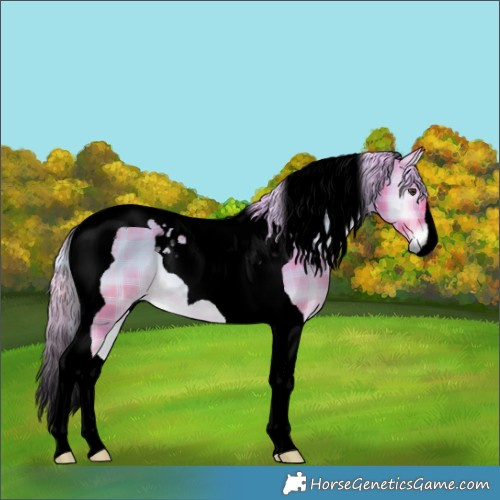 Horse Color:Void Watercolor Plaid  Chocolate Palomino Onyx Tobiano 
