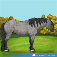 Horse Color:Grullo Roan 