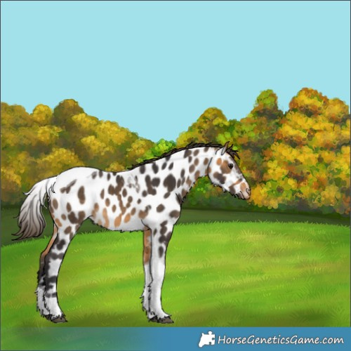 Horse Color:Buckskin Tobiano Near Leopard Rabicano 
