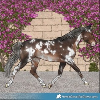 Horse Color:White Spotted Liver Chestnut Mushroom