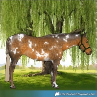 Horse Color:White Spotted Chocolate Palomino Mushroom 