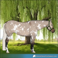 Horse Color:White Spotted Liver Red Dun Mushroom Rabicano