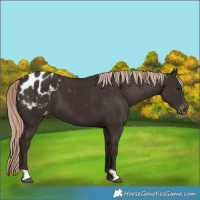 Horse Color:Liver Chestnut Appaloosa