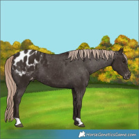 Horse Color:Liver Chestnut Appaloosa 