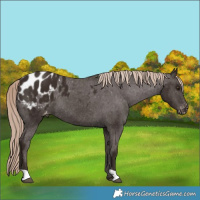 Horse Color:Liver Chestnut Appaloosa